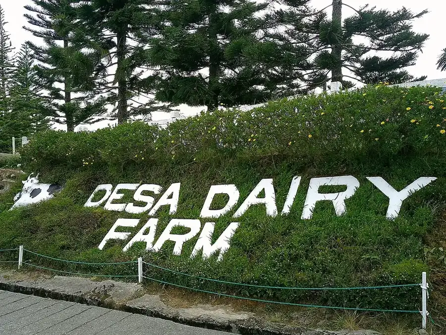 Big white letters spelling DESA DAIRY FARM set into a green grassy slope under tall pine trees
