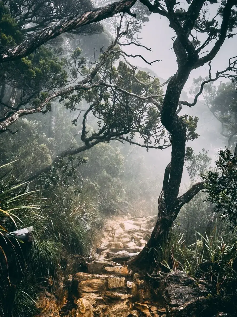 Rocky steps through misty moss forest on the Kinabalu summit trail